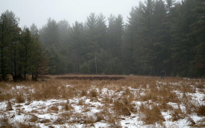 Lone person walking through a snowy field bordered by a foggy evergreen forest.