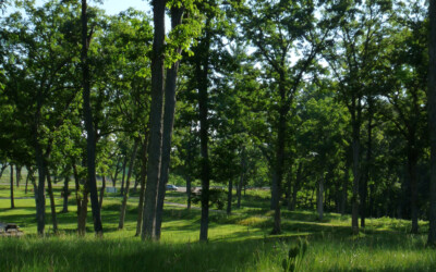 trees and effigy mounds