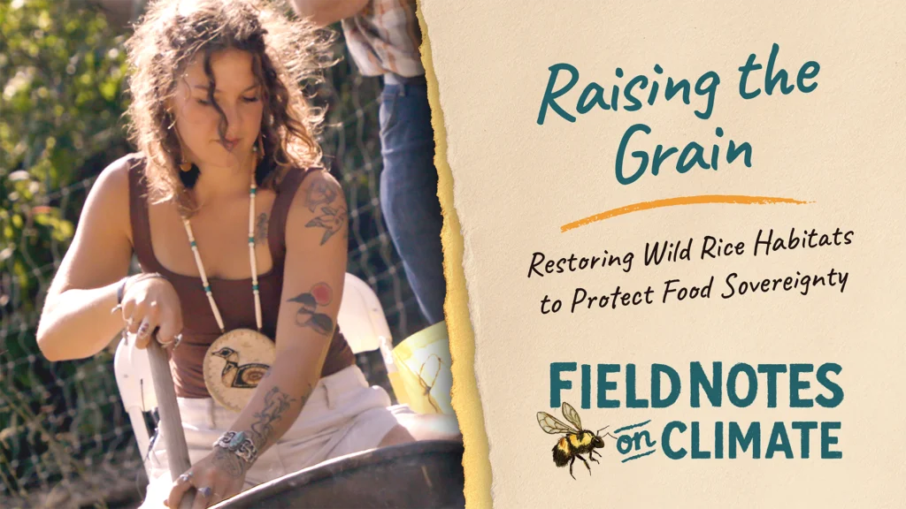 Field Notes on Climate: Wild Rice - Wisconsin First Nations