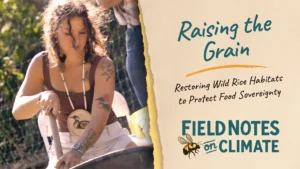 Person stirring pot outdoors; text reads “Raising the Grain” and “Field Notes on Climate” about wild rice habitats.